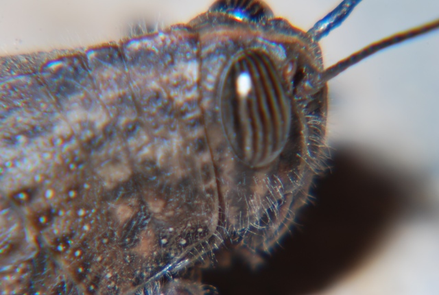 Cavalletta: Anacridium aegyptium